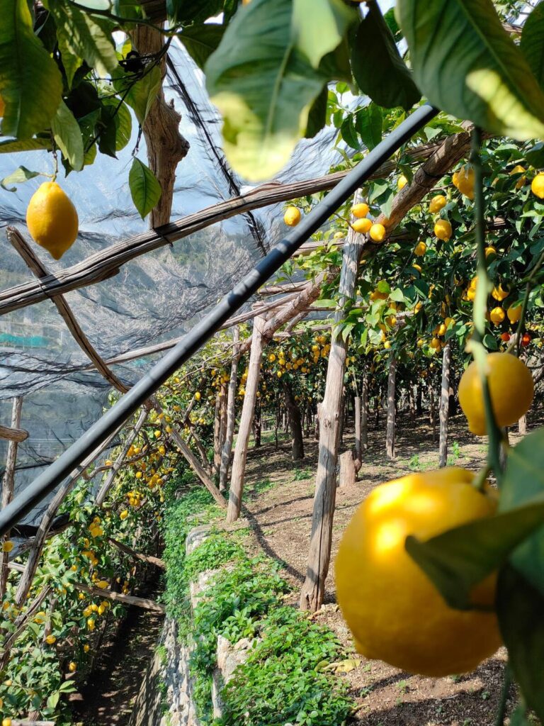 Lemon path hike with Enzo, along the Amalfi coast